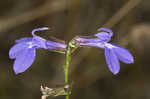 Southern lobelia